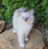 Foto №1. ragdoll-katze - zum Verkauf in der Stadt Франкфурт-на-Майне | 300€ | Ankündigung № 109688