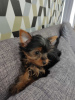 Foto №3. Wunderschöne Miniatur-Yorkshire-Terrier-Welpen. Deutschland