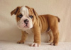 Foto №2 zu Ankündigung № 63949 zu verkaufen englische bulldogge - einkaufen USA 