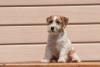 Foto №3. Welpe Jack Russell Terrier. Russische Föderation