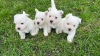 Foto №2 zu Ankündigung № 37741 zu verkaufen west highland white terrier - einkaufen Deutschland züchter