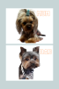 Foto №1. yorkshire terrier - zum Verkauf in der Stadt Indianapolis | 473€ | Ankündigung № 101291