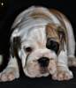 Foto №2 zu Ankündigung № 8356 zu verkaufen englische bulldogge - einkaufen Russische Föderation 