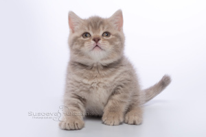 Zusätzliche Fotos: Britische Kätzchen - purpurroter beschmutzter Junge