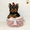 Foto №2 zu Ankündigung № 10168 zu verkaufen yorkshire terrier - einkaufen Ukraine quotient 	ankündigung, vom kindergarten, züchter