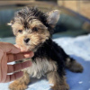 Foto №1. yorkshire terrier - zum Verkauf in der Stadt Калифорния Сити | verhandelt | Ankündigung № 70424