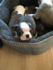 Foto №1. boston terrier - zum Verkauf in der Stadt Nürnberg | 300€ | Ankündigung № 70882