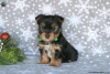 Foto №1. yorkshire terrier - zum Verkauf in der Stadt Goslar | 379€ | Ankündigung № 63826