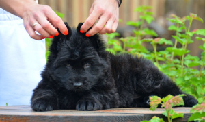 Foto №1. deutscher schäferhund - zum Verkauf in der Stadt Mariupol | 550€ | Ankündigung № 6696