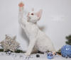 Foto №1. devon rex - zum Verkauf in der Stadt New York | 1704€ | Ankündigung № 44544