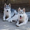 Foto №4. Ich werde verkaufen siberian husky in der Stadt Belgrad. züchter - preis - verhandelt