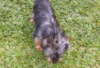 Foto №2 zu Ankündigung № 126237 zu verkaufen scottish terrier - einkaufen Deutschland quotient 	ankündigung