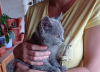 Zusätzliche Fotos: Die Britisch Kurzhaar Kätzchen