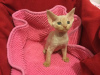 Foto №2 zu Ankündigung № 100436 zu verkaufen devon rex - einkaufen Deutschland quotient 	ankündigung, vom kindergarten, züchter