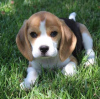 Foto №2 zu Ankündigung № 123785 zu verkaufen beagle - einkaufen Deutschland quotient 	ankündigung