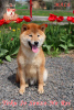 Foto №3. Shiba Inu Rüde mit FCI-Dokumenten. Ukraine