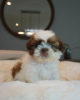 Foto №1. shih tzu - zum Verkauf in der Stadt Columbus | 189€ | Ankündigung № 124173