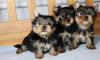 Foto №3. Yorkshire-Terrier-Welpen. Finnland