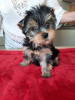 Foto №2 zu Ankündigung № 110757 zu verkaufen yorkshire terrier - einkaufen Finnland quotient 	ankündigung