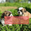 Foto №1. shih tzu - zum Verkauf in der Stadt Gorno-Altaisk | 331€ | Ankündigung № 107026