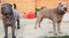 Foto №2 zu Ankündigung № 36075 zu verkaufen shar-pei - einkaufen Litauen quotient 	ankündigung