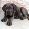 Foto №3. Cane Corso-Welpen. Serbien