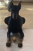 Foto №1. dobermann - zum Verkauf in der Stadt Tiflis | 331€ | Ankündigung № 35913