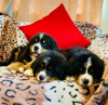 Foto №3. Süße Berner Sennenwelpen zur kostenlosen Adoption. Deutschland