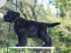Zusätzliche Fotos: Schwarze russische Terrier-Welpen zu verkaufen.