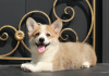 Foto №3. Welsh Corgi Pembroke Welpen von Champion. Russische Föderation