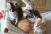 Foto №3. Gesunde Maine-Coon-Kätzchen zur Adoption. Spanien