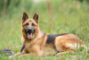 Foto №2 zu Ankündigung № 24925 zu verkaufen deutscher schäferhund - einkaufen Russische Föderation aus dem tierheim