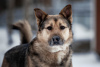 Foto №1. mischlingshund - zum Verkauf in der Stadt Москва | Frei | Ankündigung № 50095