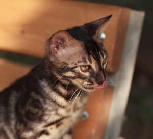 Foto №2 zu Ankündigung № 3057 zu verkaufen bengal katzenrasse - einkaufen Russische Föderation quotient 	ankündigung, vom kindergarten, züchter