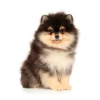 Foto №2 zu Ankündigung № 110488 zu verkaufen german spitz, pommersche spitz, finnischer spitz - einkaufen Russische Föderation quotient 	ankündigung, züchter