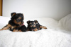 Zusätzliche Fotos: Geimpfte Yorkshire-Terrier-Welpen für ein liebevolles Zuhause verfügbar