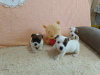 Foto №2 zu Ankündigung № 125766 zu verkaufen jack russell terrier - einkaufen Serbien züchter