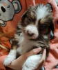 Foto №3. Australian Shepherd-Welpen. Finnland