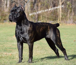 Foto №3. Schicker Welpe Cane Corso. Ukraine