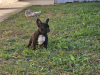 Foto №2 zu Ankündigung № 77415 zu verkaufen französische bulldogge - einkaufen Serbien quotient 	ankündigung