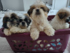 Foto №2 zu Ankündigung № 63478 zu verkaufen shih tzu - einkaufen USA züchter