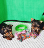 Foto №2 zu Ankündigung № 57501 zu verkaufen yorkshire terrier - einkaufen Georgien quotient 	ankündigung