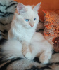 Zusätzliche Fotos: Newski-Maskerade-Katze mit Stammbaum
