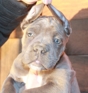 Foto №3. Cane Corso Welpen. Russische Föderation