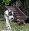 Foto №2 zu Ankündigung № 24786 zu verkaufen deutsche dogge - einkaufen Polen züchter