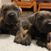 Foto №2 zu Ankündigung № 120688 zu verkaufen cane corso italiano - einkaufen Belgien quotient 	ankündigung, züchter