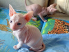 Foto №1. sphynx-katze - zum Verkauf in der Stadt Berlin | 350€ | Ankündigung № 126773