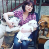Foto №4. Ich werde verkaufen englische bulldogge in der Stadt Tiflis. vom kindergarten - preis - 1256€