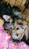 Foto №3. Yorkshire Terrier Welpen. Russische Föderation