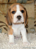 Foto №2 zu Ankündigung № 7586 zu verkaufen beagle - einkaufen Ukraine vom kindergarten